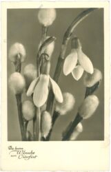 ostern schneeglöckchen und palmkätzchen