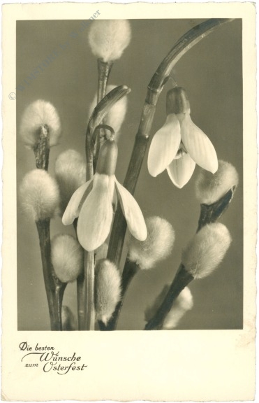 ostern schneeglöckchen und palmkätzchen ostern schneeglöckchen und palmkätzchen