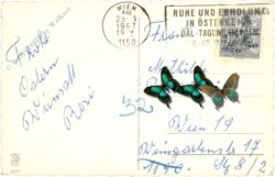 ostern tulpen, forsythie und glocken