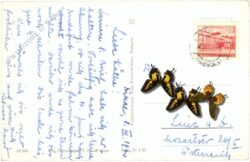 ostern hase mit eiern und glocken