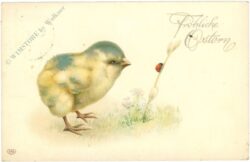 ostern küken beobachtet marienkäfer