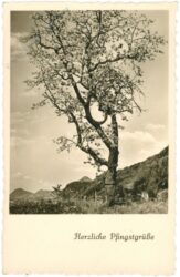 pfingsten blühender baum