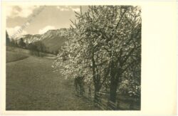 blühender baum