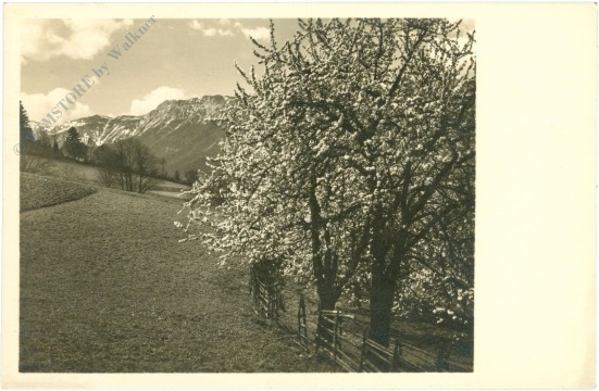 blühender baum