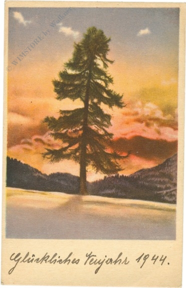 sonnenaufgang hinter einem großen baum