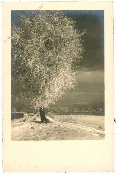 vereister baum
