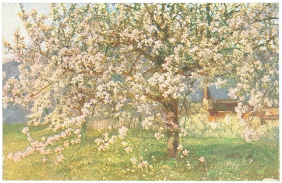 blühender baum