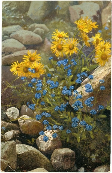 aronicum glacium, myosotis alpestris aronicum glacium, myosotis alpestris