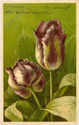 tulpen tulpen