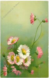 gänseblümchen