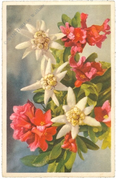edelweiß und alpenrose