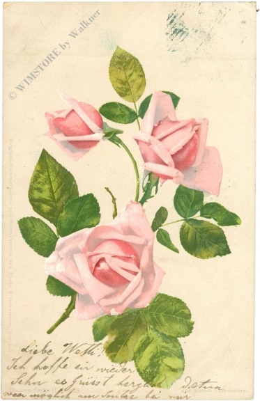 rosen