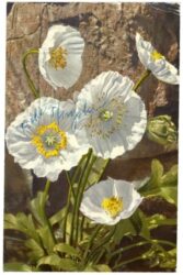 mohnblüten in weiß