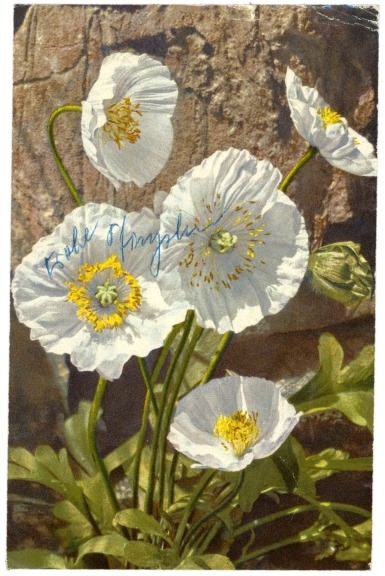 mohnblüten in weiß