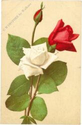 rosen in weiß und rot