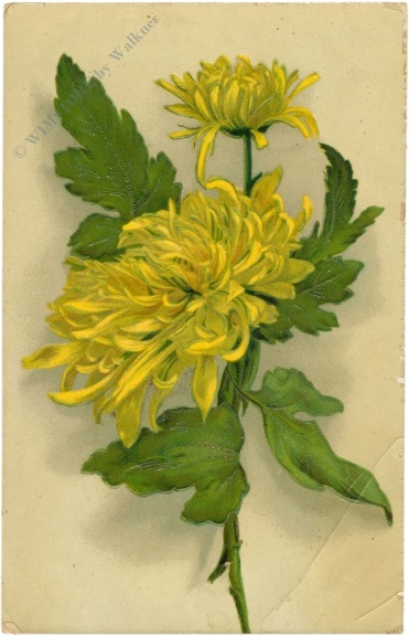 chrysantheme in gelb