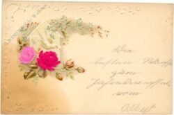 rosen und taube