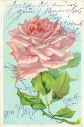 rose in rosa