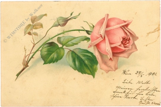 rose, rosa