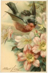 clematisblüten mit vogerl