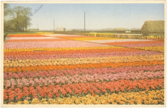 blumenfeld
