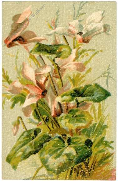 cyclamen
