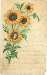 sonnenblumen