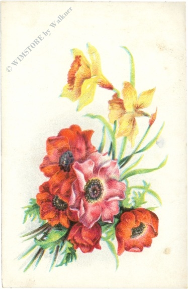 narzissen und anemonen