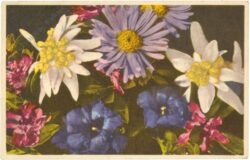 alpenblumen