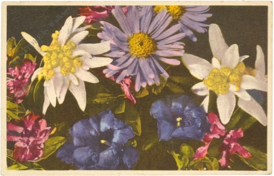 alpenblumen alpenblumen