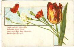 tulpen und nelken