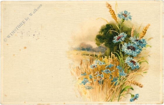 kornblumen