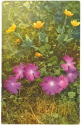wiesenblumen