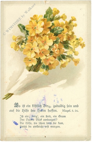 primel in gelb mit vers
