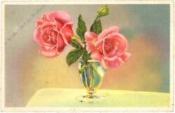 rosen in vase