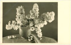 flieder in vase