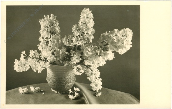 flieder in vase