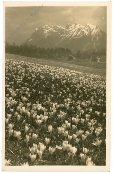krokuswiese