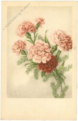 rosa nelken rosa nelken