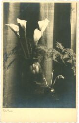 calla