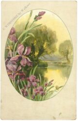 iris
