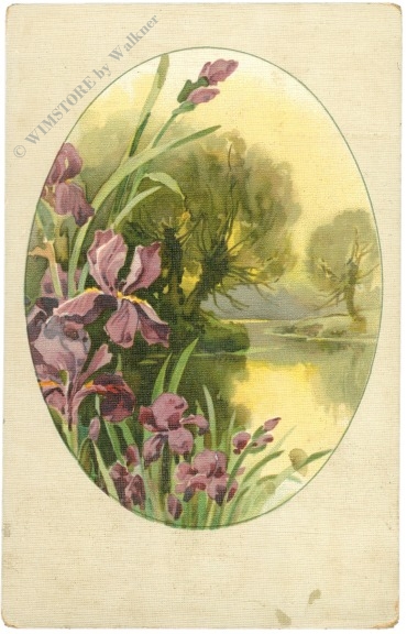 iris