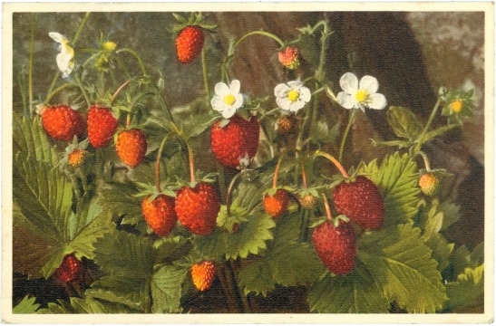 walderdbeeren