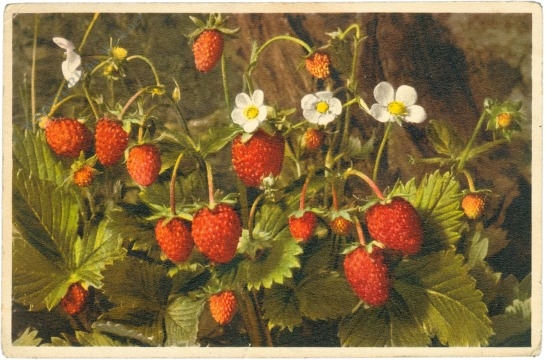 walderdbeere