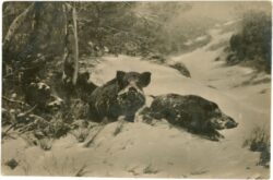 wildschweine im winter