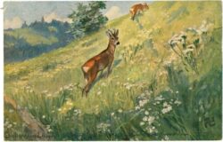 rehe auf einer wiese