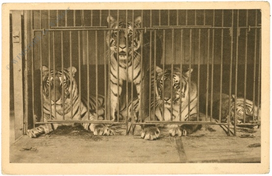 bengalische königstiger