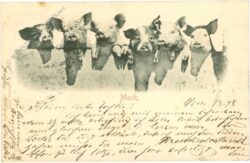 schweine musik schweine musik