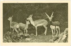 wien 13, schönbrunn, menagerie, hirschziegenantilope