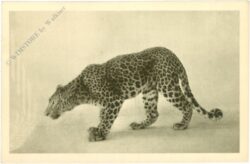 wien 13, schönbrunn, menagerie, leopard